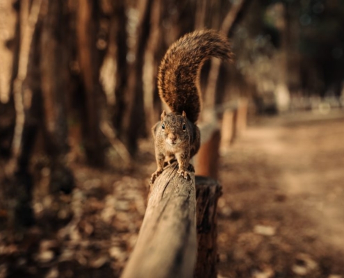 Are All Hires Now Purple Squirrels? Recruiting