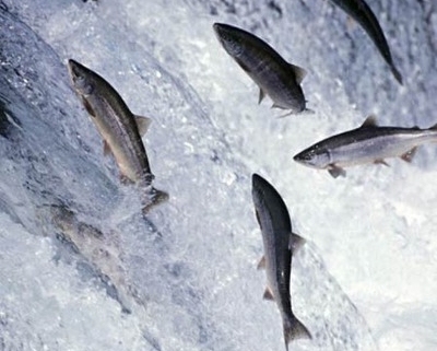 fish up stream
