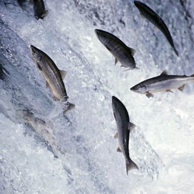 fish up stream